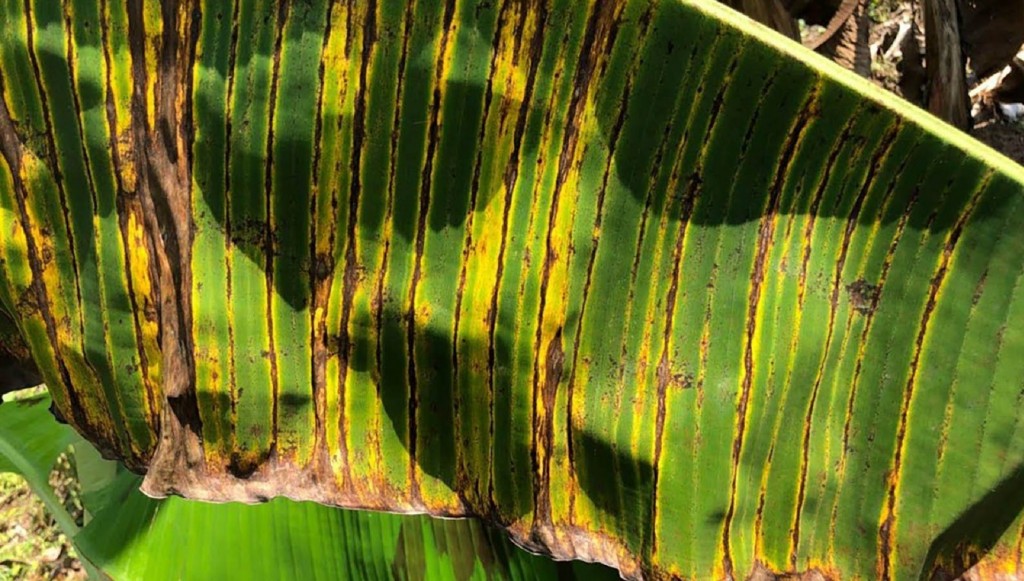Climate change helping spread fungus that attacks bananas