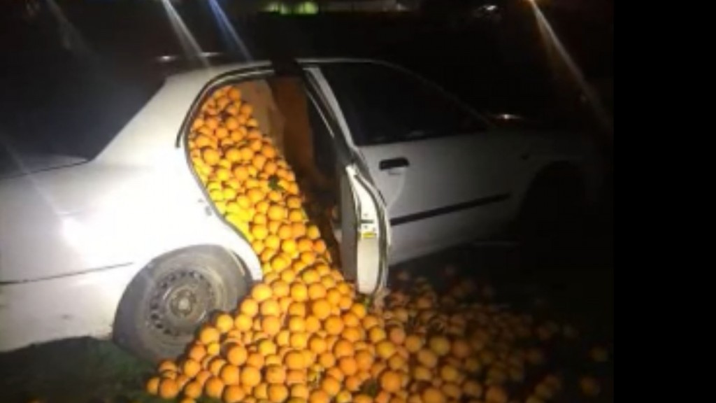 Police pull over car and oranges tumble out
