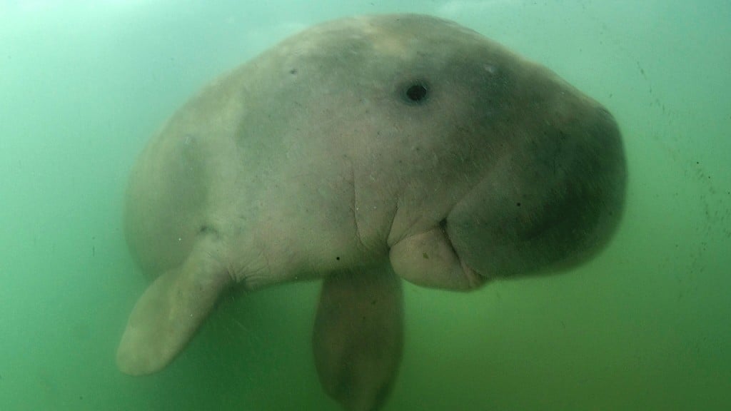 Baby dugong internet star dies with plastic waste in its stomach