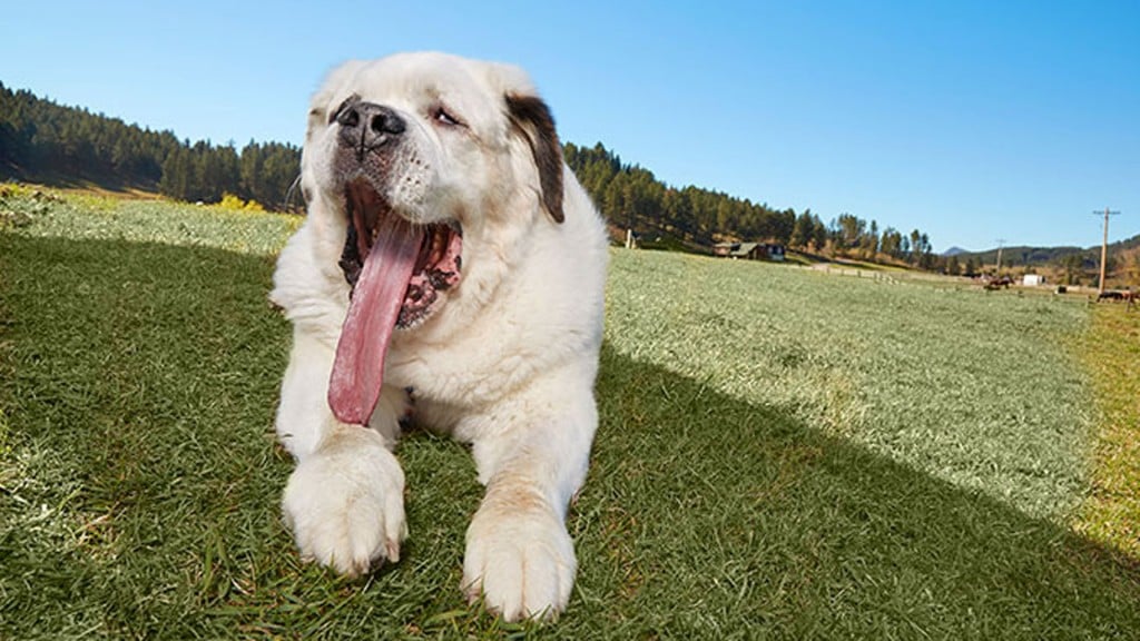 St. Bernard with 7-inch tongue lands Guinness record