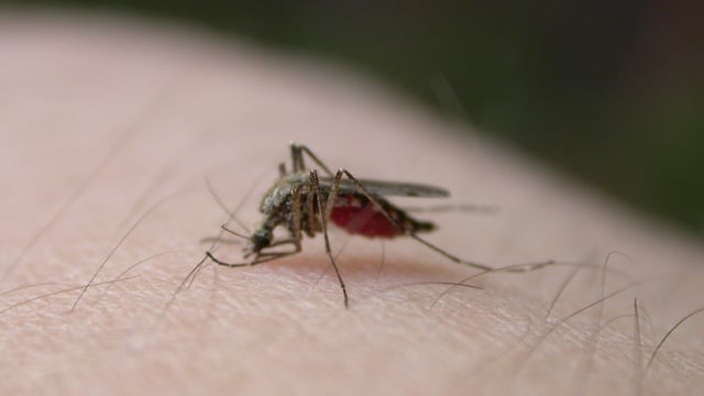 9 ways to combat mosquitoes naturally