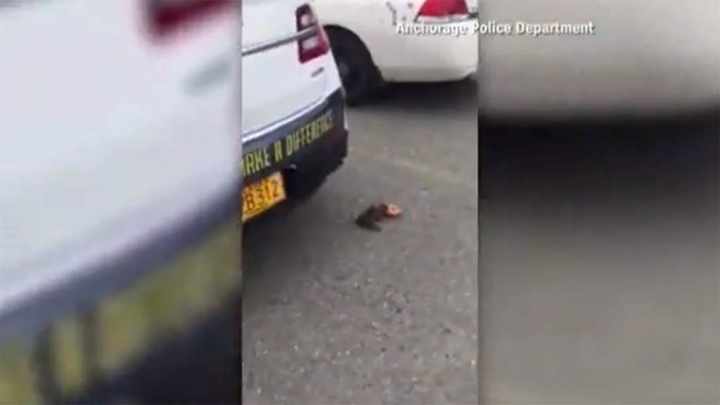 Squirrel caught on video taking doughnut from police