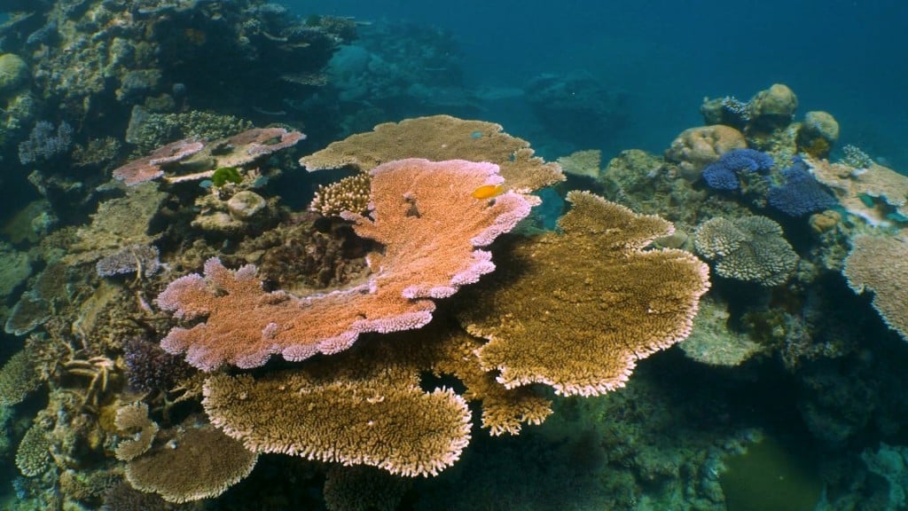Successful trial of ‘coral IVF’ gives hope for Australia’s Great Barrier Reef