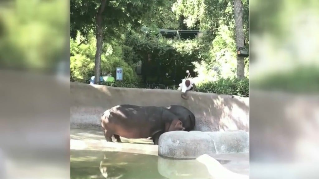 Video captures man spanking zoo’s hippo