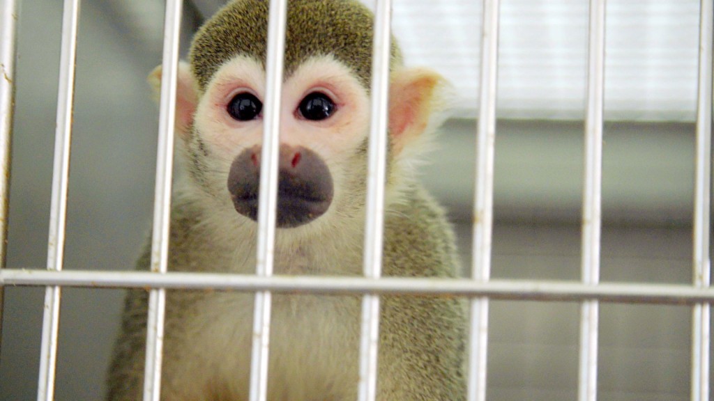 Retired FDA research monkeys find new home, music in Fla.
