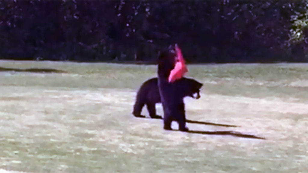 Bears rudely play through on Alaska golf course