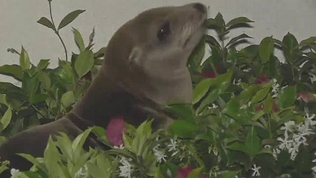 Sea lion lies down in front of hotel, refuses to budge
