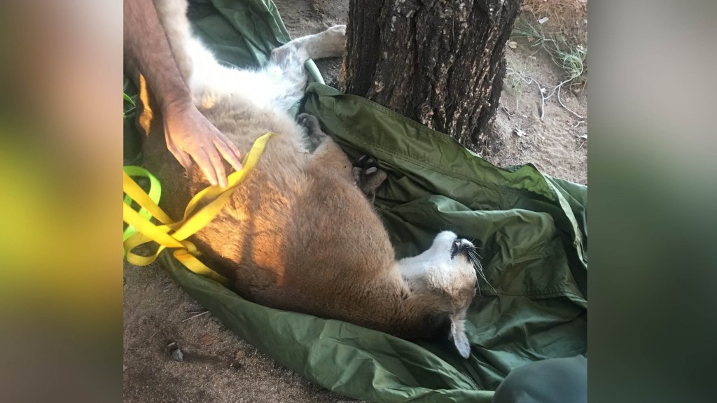 Mountain lion removed from tree in California backyard