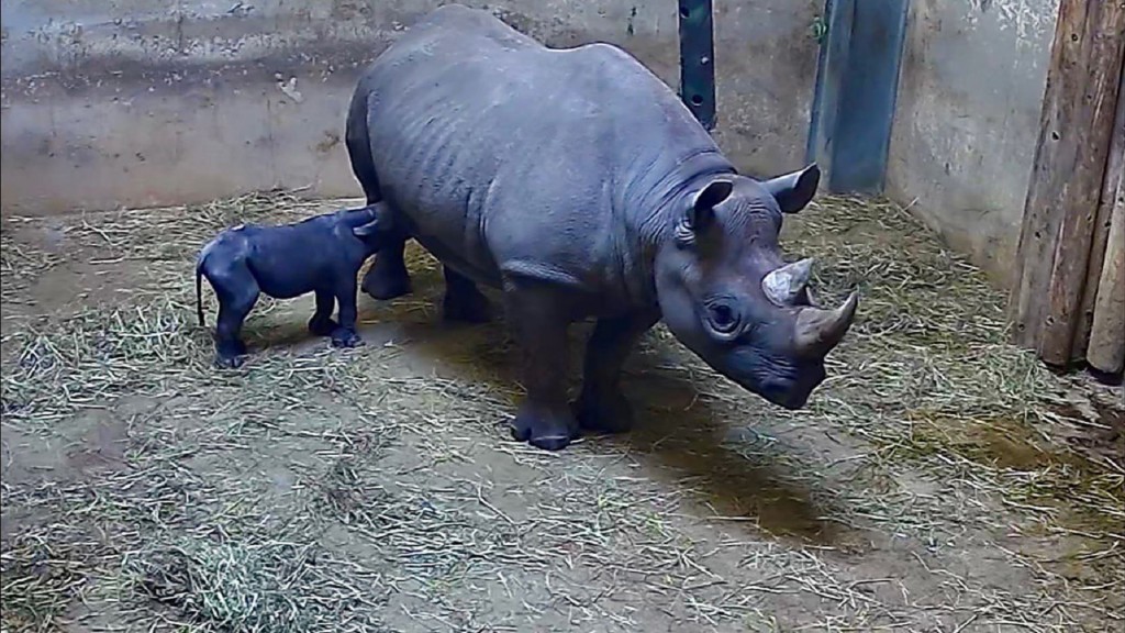 Rare eastern black rhinoceros born at Chicago zoo