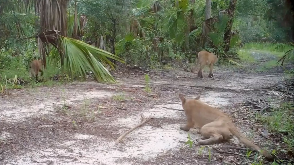 Florida officials investigate why panthers seen stumbling, falling