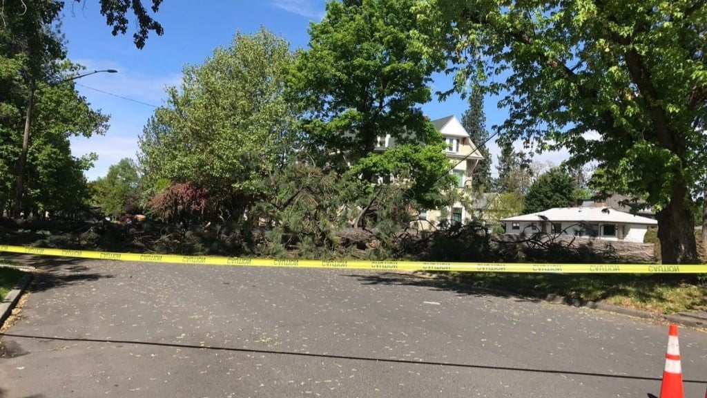 Giant tree falls in Browne’s Addition intersection