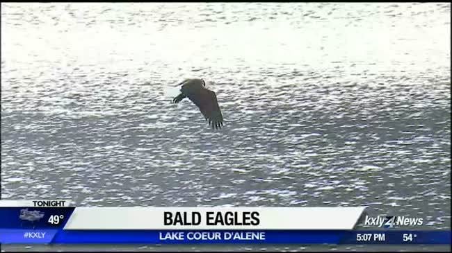 Idaho police warn of traffic hazards as bald eagles return