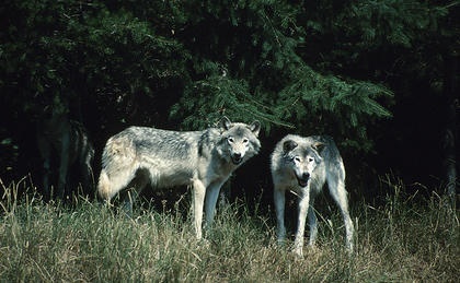 Washington state man fined $8,000 for killing wolves