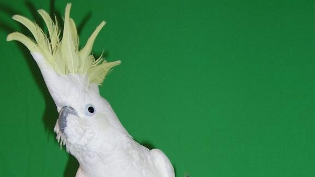 Dancing cockatoo named Snowball intrigues scientists