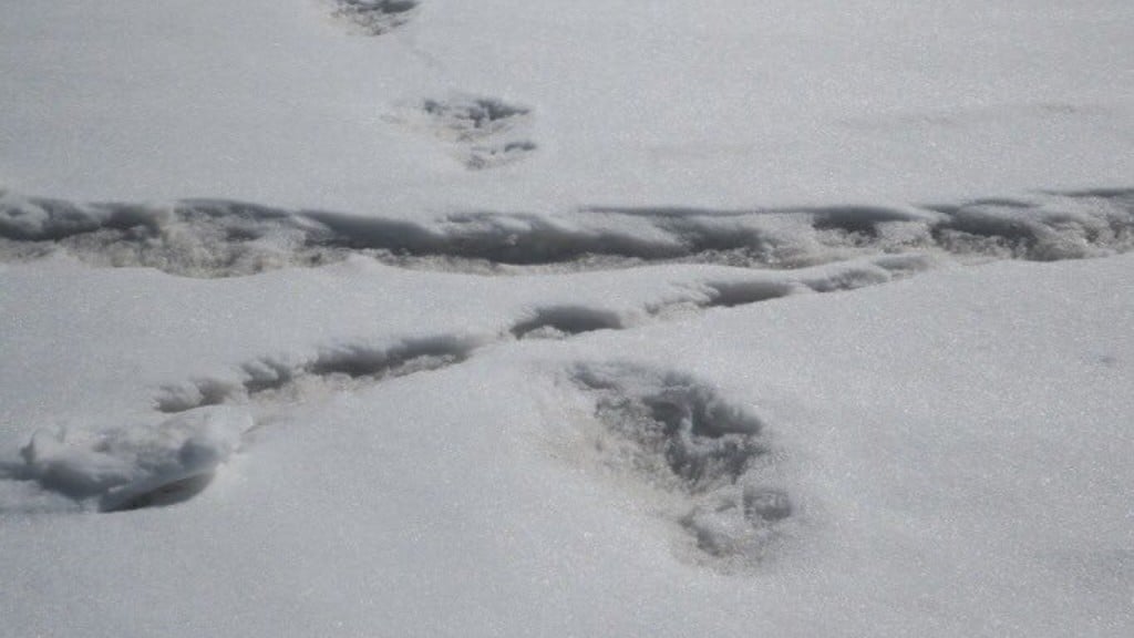 Indian Army tweet claims ‘Yeti’ footprints sighted