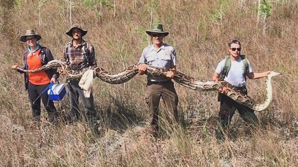 Scientists just captured a record 17-foot python in Florida