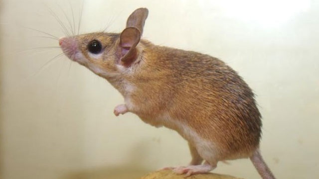 Scientists in China breed healthy mice from 2 females