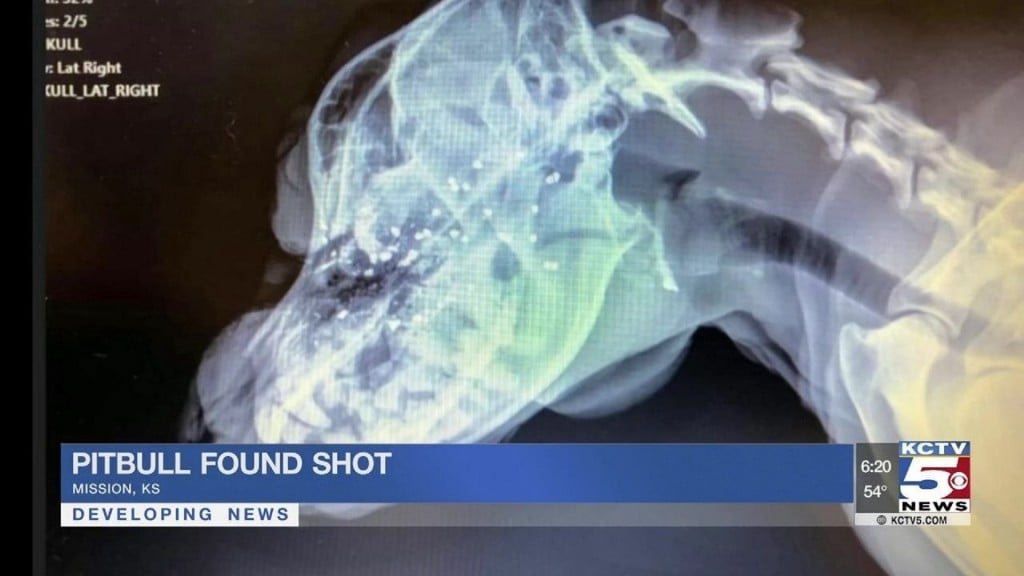 Pit bull recovering from gun shot to face