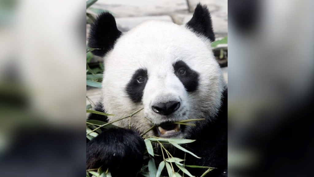 Giant panda’s sudden death in Thai zoo sparks investigation