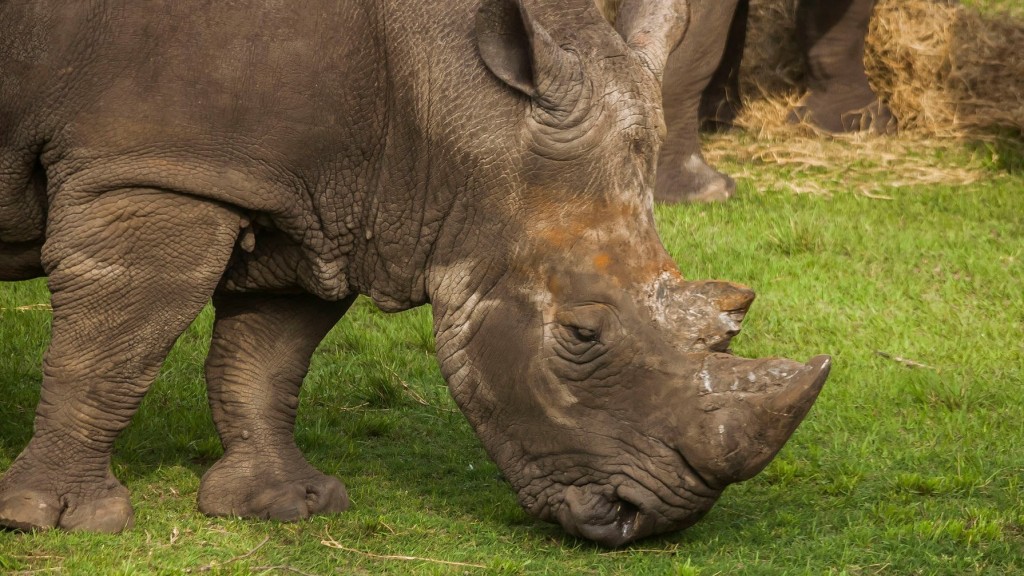 Florida zookeeper injured by rhinoceros while training
