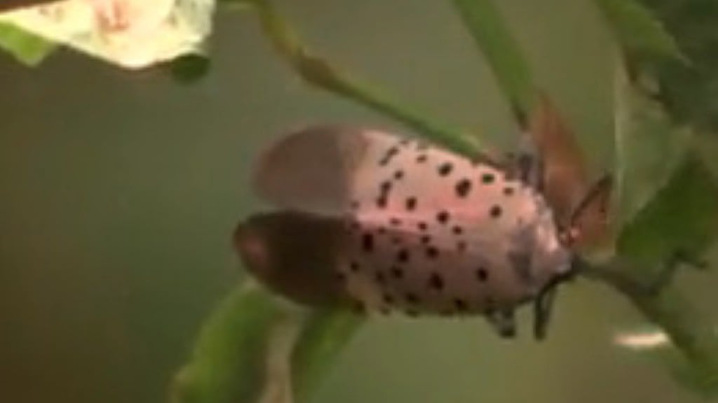 Spotted Lanternfly invades east coast forests