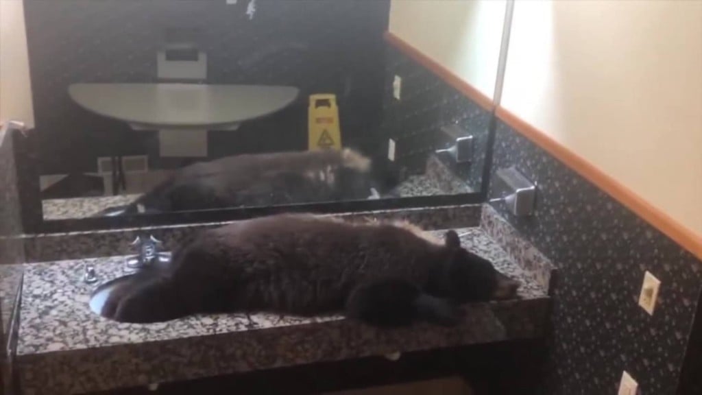 Black bear found resting in Montana lodge washroom