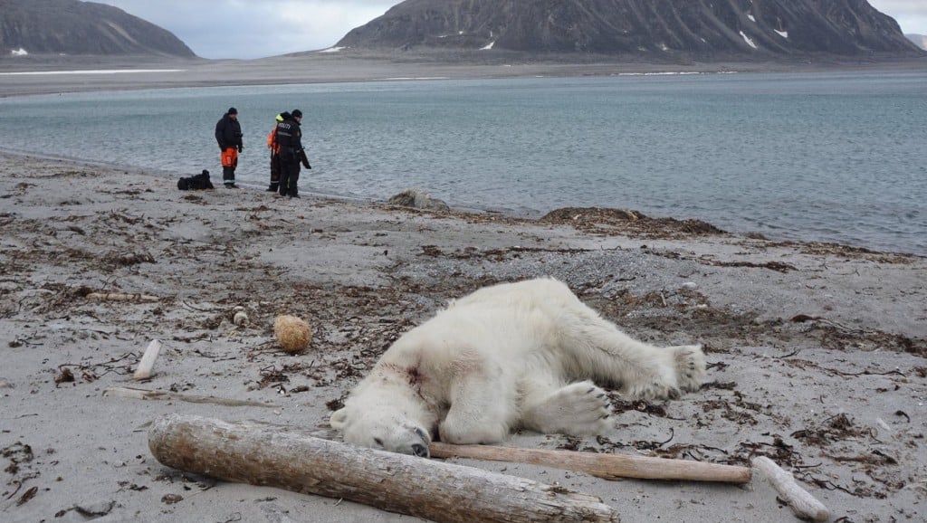 Cruise line faces backlash over shooting of polar bear