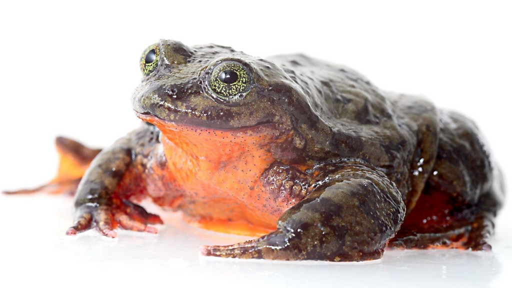 Lonely Bolivian water frog seeks mate on Match.com