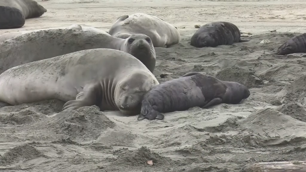 Elephant seals took over Calif. beach during shutdown