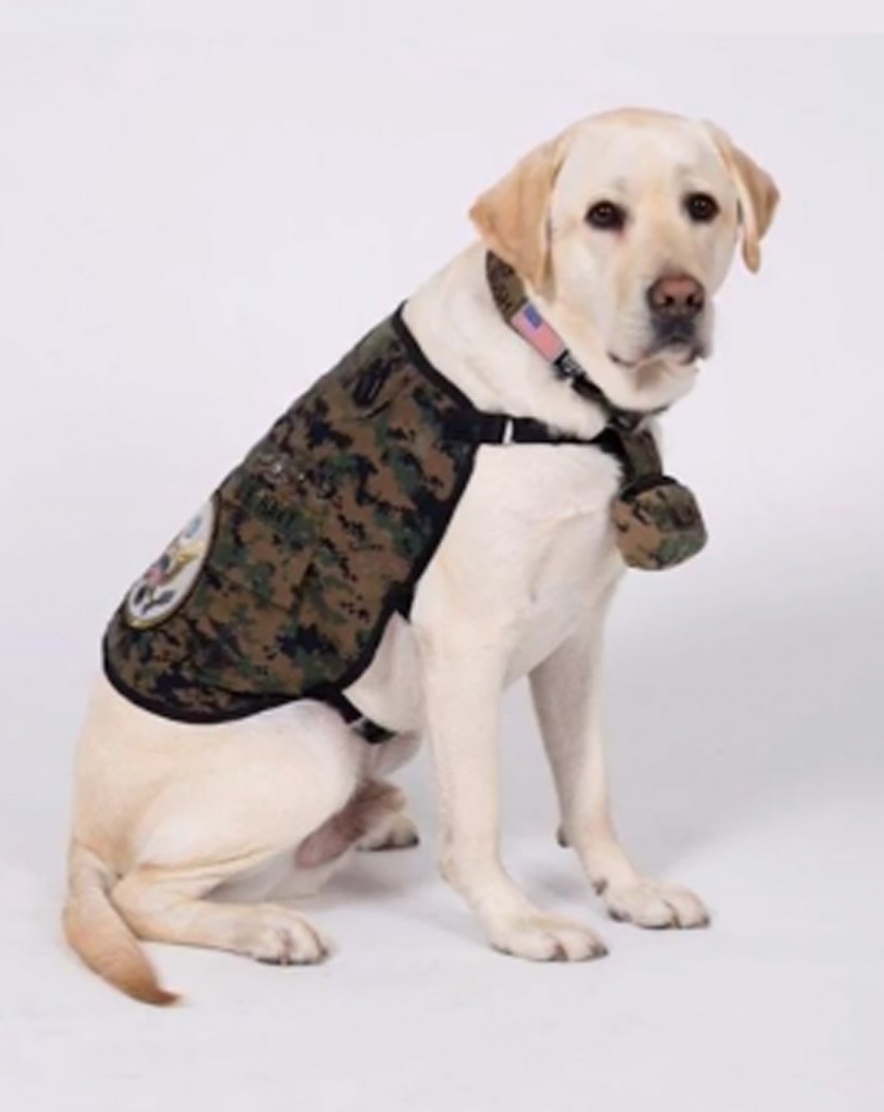 George H.W. Bush’s former service dog Sully has new job with Navy