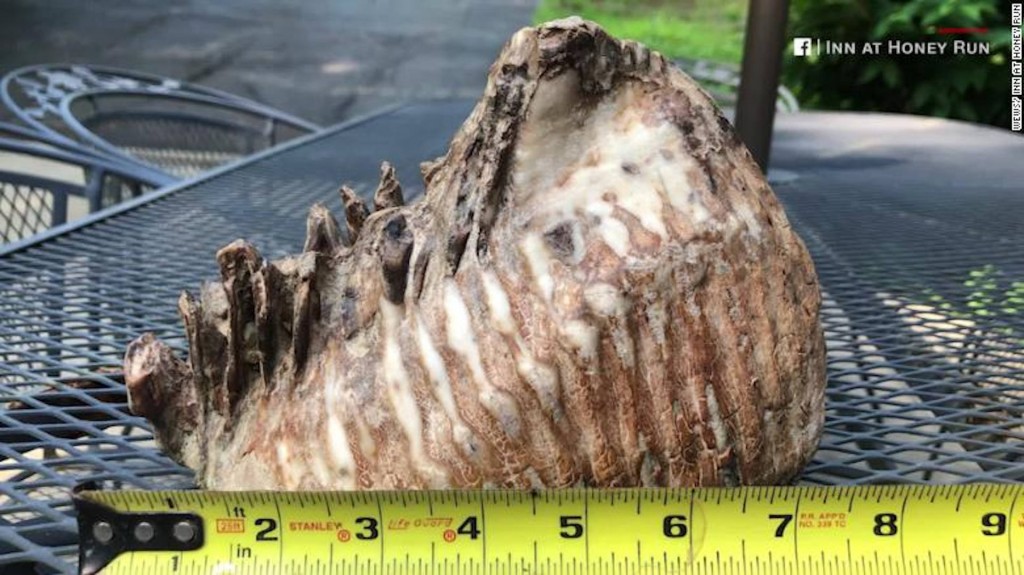 Boy snags mammoth discovery while on vacation in Ohio