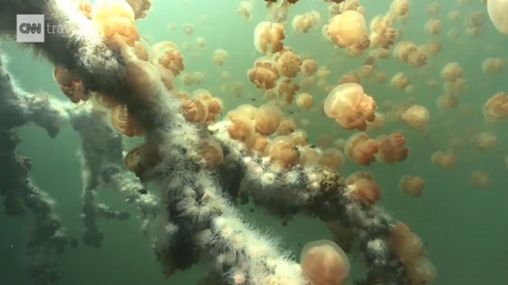 Palau’s Jellyfish Lake reopens as thousands of jellyfish return