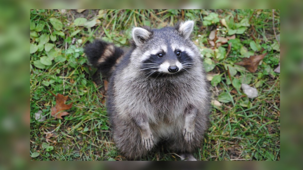 Pet raccoon can’t go home, Washington state judge rules