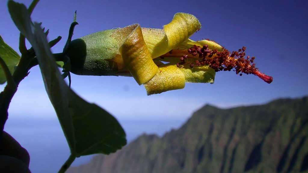 Hawaiian flower, thought extinct, rediscovered by a drone
