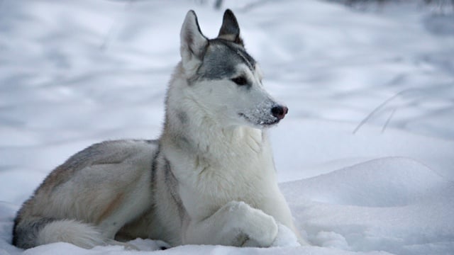 ‘Game of Thrones’ fans buying huskies; then abandoning them