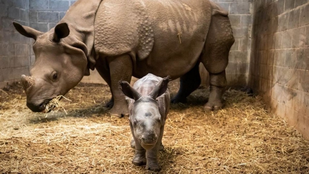 Rhino calf born at Buffalo Zoo