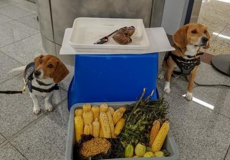 Beagles find invasive snails in Atlanta luggage