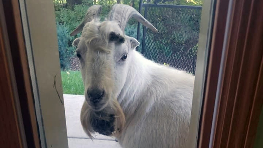 Escaped goat wanders through Minnesota town