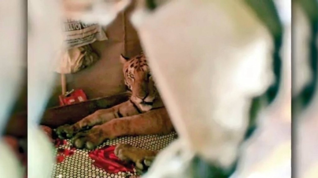 Tiger takes catnap on bed in Indian home after fleeing floods