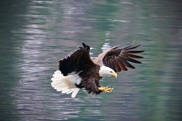 Bald eagle died of lead poisoning in Montana’s Glacier Park