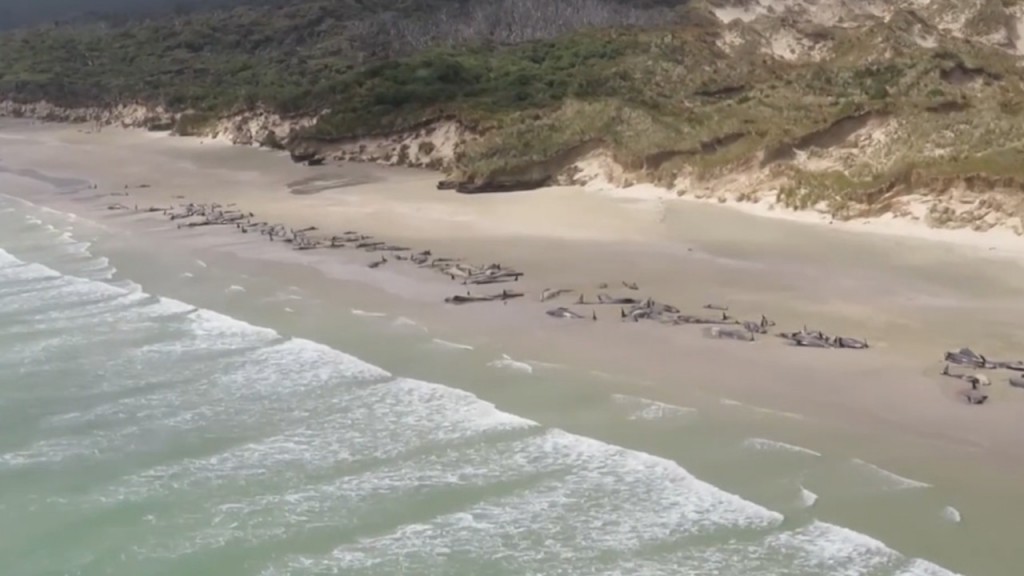 Woman details heartbreaking attempt to save 145 beached pilot whales