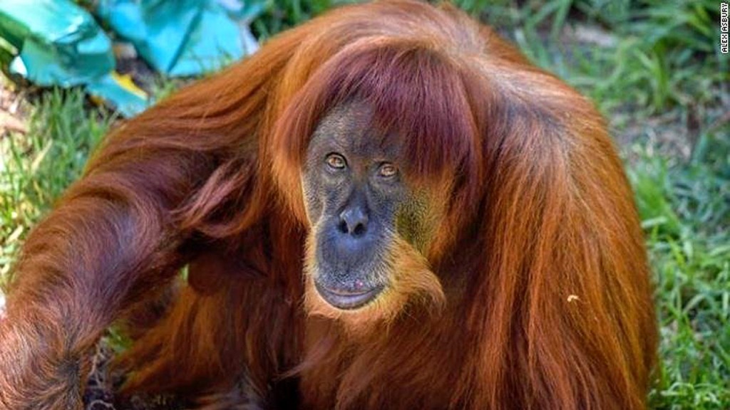 World’s oldest known Sumatran orangutan dies