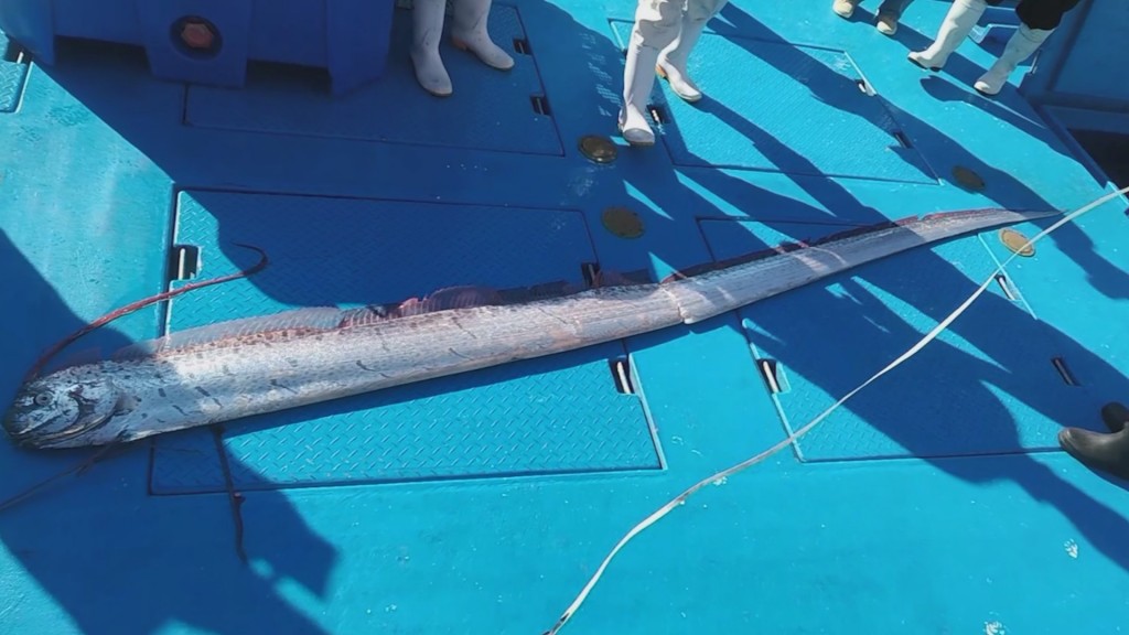 2 rare oarfish found alive by Japanese fishermen