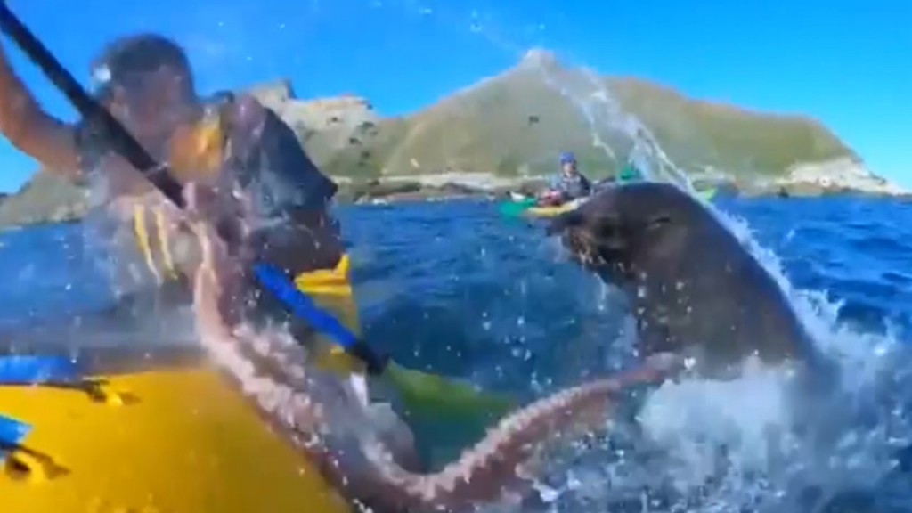 Seal attacks kayaker with octopus