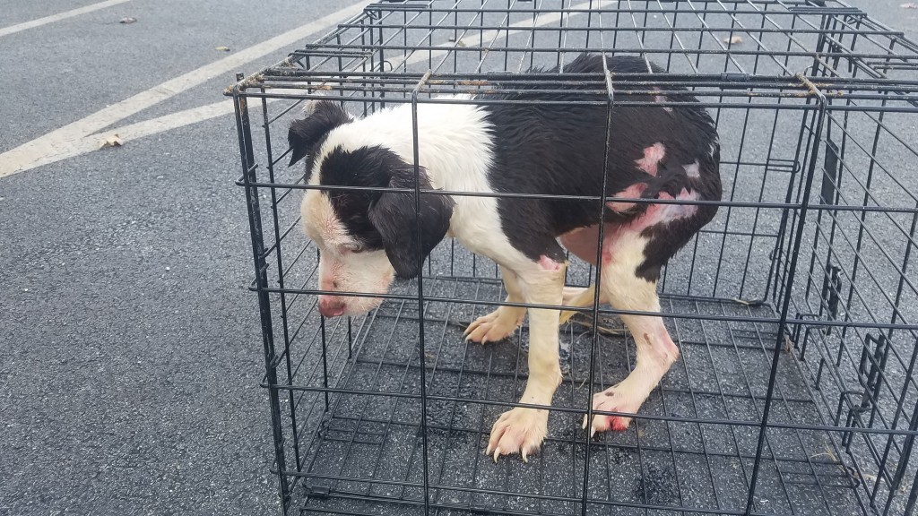 Take a Look at This: Caged dog rescued from lake