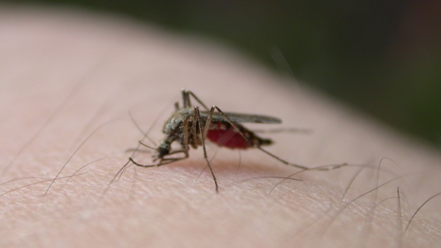 New cases of potentially fatal mosquito virus found in Massachusetts