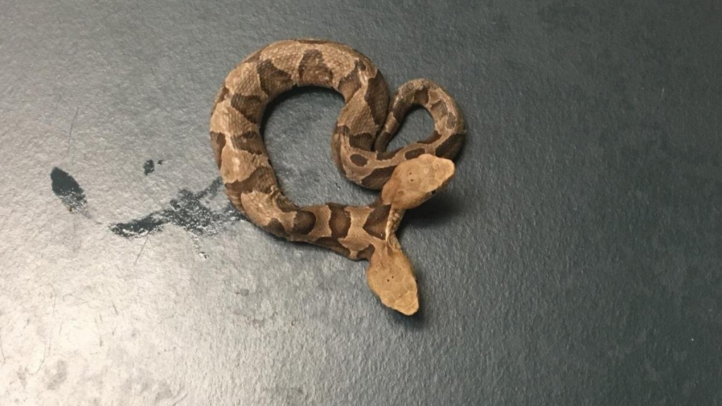 Rare two-headed copperhead discovered in Virginia