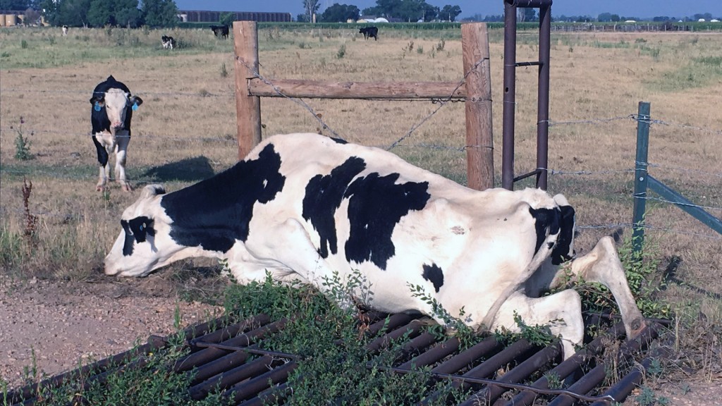 Firefighters rescue cow stuck in cattle guard