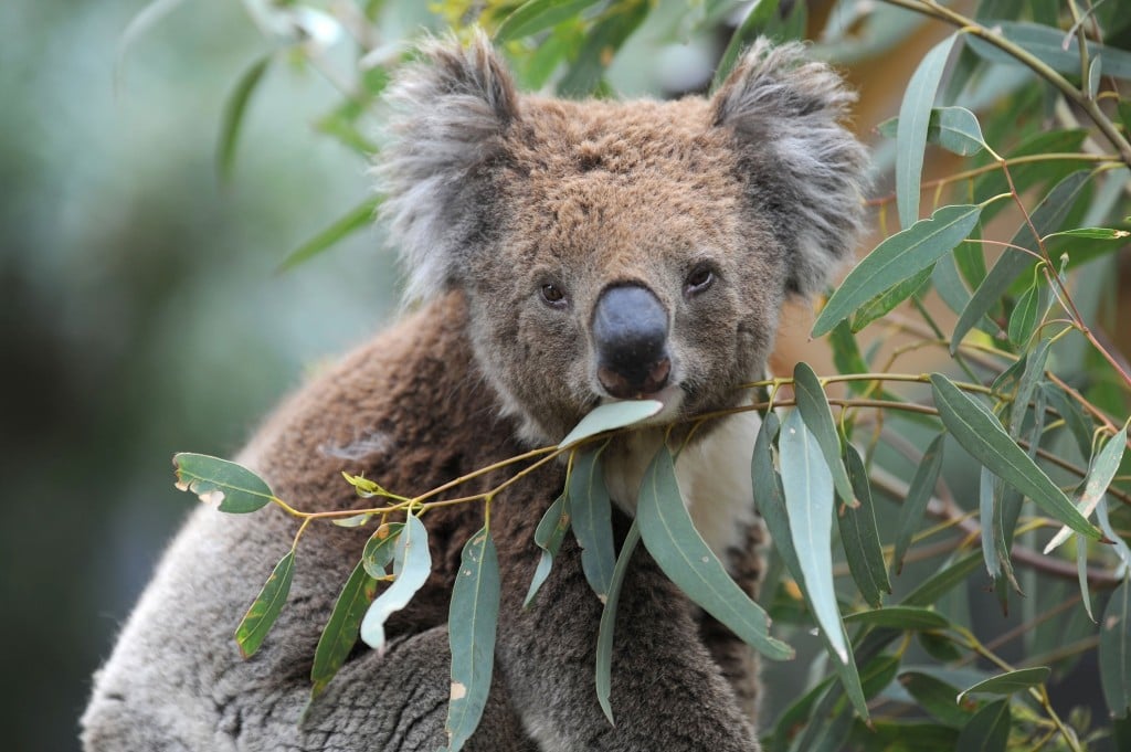 Koalas are likely dying by the hundreds