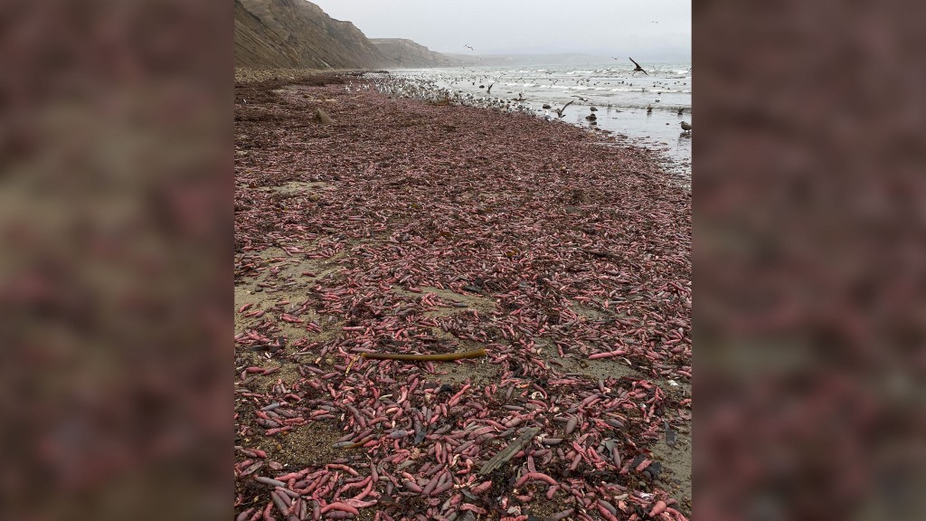 Thousands of chunky, squirming worms wash up on California beach